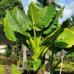 Colocasia Elephant Ears Live Plant, Alocasia Plant, Esculenta Taro Live Houseplant, 5-7 Inc Tall (Jacks Giant)