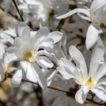 Magnolia Tree Live Plant 6-12 Inch Height, Fragrant Magnolia Plant Live to Grow, Magnolia Bush Flowers (Star Magnolia)