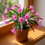 Pink Easter Cactus Plant Live 4-6 Inches, Vibrant Spring Bloomer for Indoor Decor, Patio Pots, Ready to Grow