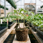 Set 2 Tomato Plants, Better Boy Tomato Plants Live, 4-6 Inc Tall, High Yield Vegetable for Raised Beds, Containers and Outdoor Garden