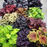 2-Pack Live Heuchera Coral Bells Plants, Deep Black Purple Leaves, Vibrant Indoor Outdoor Planting