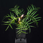 Philodendron Live Plant, Rare Variegated Houseplant 5-8 Inch Tall, Indoor Live Plant for Home or Office Decor, No Pot (Green Philodendron Plant)