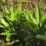 2 Ginger Curcuma Turmeric Plants Live 4-6 Inch Tall, Ginger Plant Live for Planting