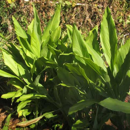 2 Ginger Curcuma Turmeric Plants Live 4-6 Inch Tall, Ginger Plant Live for Planting