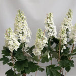 Hydrangea Plant Live Tree Dormant in Winter, Vibrant Color Bloom, 5-11" Well-Rooted Hydrangea Shrub Bush for House Planting Outdoor (Snow)