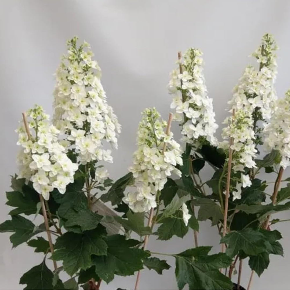 Hydrangea Plant Live Tree Dormant in Winter, Vibrant Color Bloom, 5-11" Well-Rooted Hydrangea Shrub Bush for House Planting Outdoor (Snow)