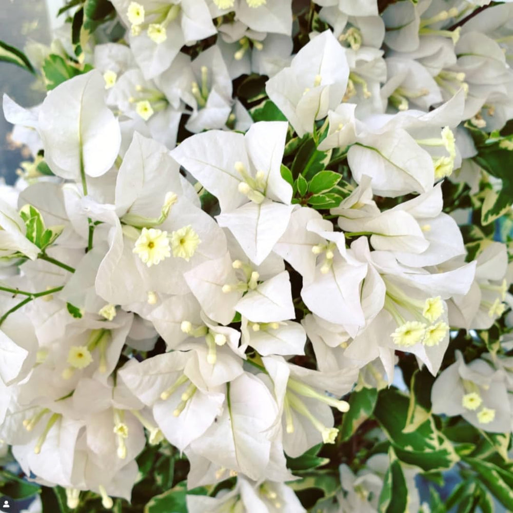 2 Bougainvillea Plants Live, Vibrant Bougainvillea Flower Vine for Garden Perennial Ornament from 4-9 Inc (White)