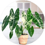 Set 2 Frydek Variegated Alocasia Live Plants for Planting, 5 to 7 Inc Tall, Indoor Houseplant Alocasia Plant Live, No Pot, Alocasia Colocasia Taro Plants for House Plants