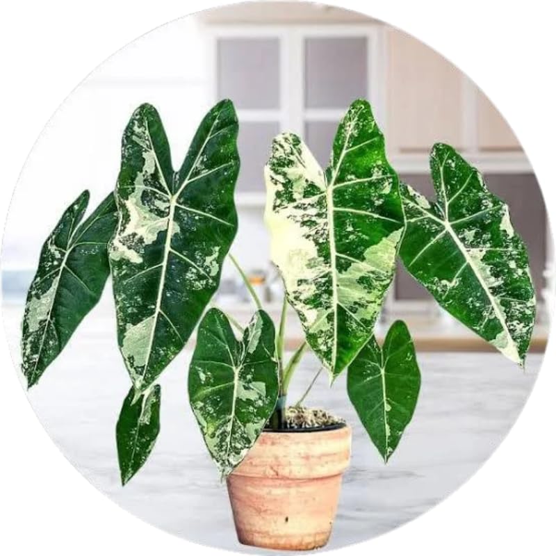 Set 2 Frydek Variegated Alocasia Live Plants for Planting, 5 to 7 Inc Tall, Indoor Houseplant Alocasia Plant Live, No Pot, Alocasia Colocasia Taro Plants for House Plants