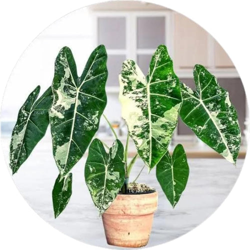 Set 2 Frydek Variegated Alocasia Live Plants for Planting, 5 to 7 Inc Tall, Indoor Houseplant Alocasia Plant Live, No Pot, Alocasia Colocasia Taro Plants for House Plants