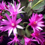 Easter Cactus Live Plant, 4-9” Tall, Rooted Holiday Cactus Succulent Plant for Indoor or Outdoor Growing, Easy Care Flowering Houseplant (Pink Easter Cactus)