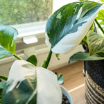 2 Mixed Princess Philodendron Plants Live, Variegated Indoor Houseplant, 5-8 Inch Tall Tropical Foliage, Rare Philodendron