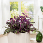 Set of 2 Live Gynura Purple Passion Plant, Royal Velvet Houseplant, 4-8 Inches Tall, Ready for Planting