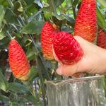 10 Count Shampoo Ginger Plant Rhizomes, Wild Awapuhi Zingiber Zerumbet Pinecone Bitter Red Ginger, Hardy in Zones 9-11