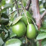 Avocado Tree Plant Live, Sweet Fruit Plant, 6 Inch Tall