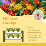 Pack 2 Milkweed Live Plants, Butterfly Milkweed Shrub, Asclepias Tuberosa Plants 4-8 Inches (Assorted)