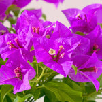 3 Bougainvillea Vine Plants, Bougainvillea Plants Live for Outdoor Landscaping and Containers, 4-7 Inch Tall Well-Rooted, No Pot (Purple Bougainvillea)