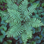 10 Lady Ferns Live Plants Outdoor, Live Ferns for Outdoors, Hardy Perennial Fern Rhizomes Roots Bare Roots