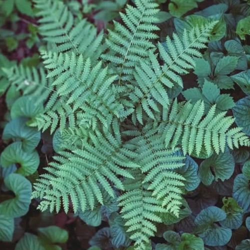 10 Lady Ferns Live Plants Outdoor, Live Ferns for Outdoors, Hardy Perennial Fern Rhizomes Roots Bare Roots