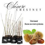 2 Chestnut Trees Live Plants Seedlings, 2-3 Feet Tall, Dormant, Bareroots, Establish Roots, Cold Hardy for Outdoor Planting