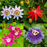 Pack 2 Passion Flower Plants, Mixed Passiflora Vine Flowering Plant 4-7 Inch Tall, Indoor Outdoor Planting