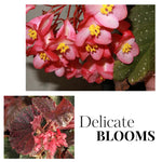 3 Packs White Pink Spot Begonia Angel Wing Maculata Live Plants, 5-9 Inch Tall, Indoor Outdoor Polka Dot Begonia