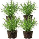 4 Tarragon Plants Live for Planting 4 to 8 Inch Height, Hardy Tarragon Live Plant Indoor Outdoor, Live Herbs Culinary Gardening