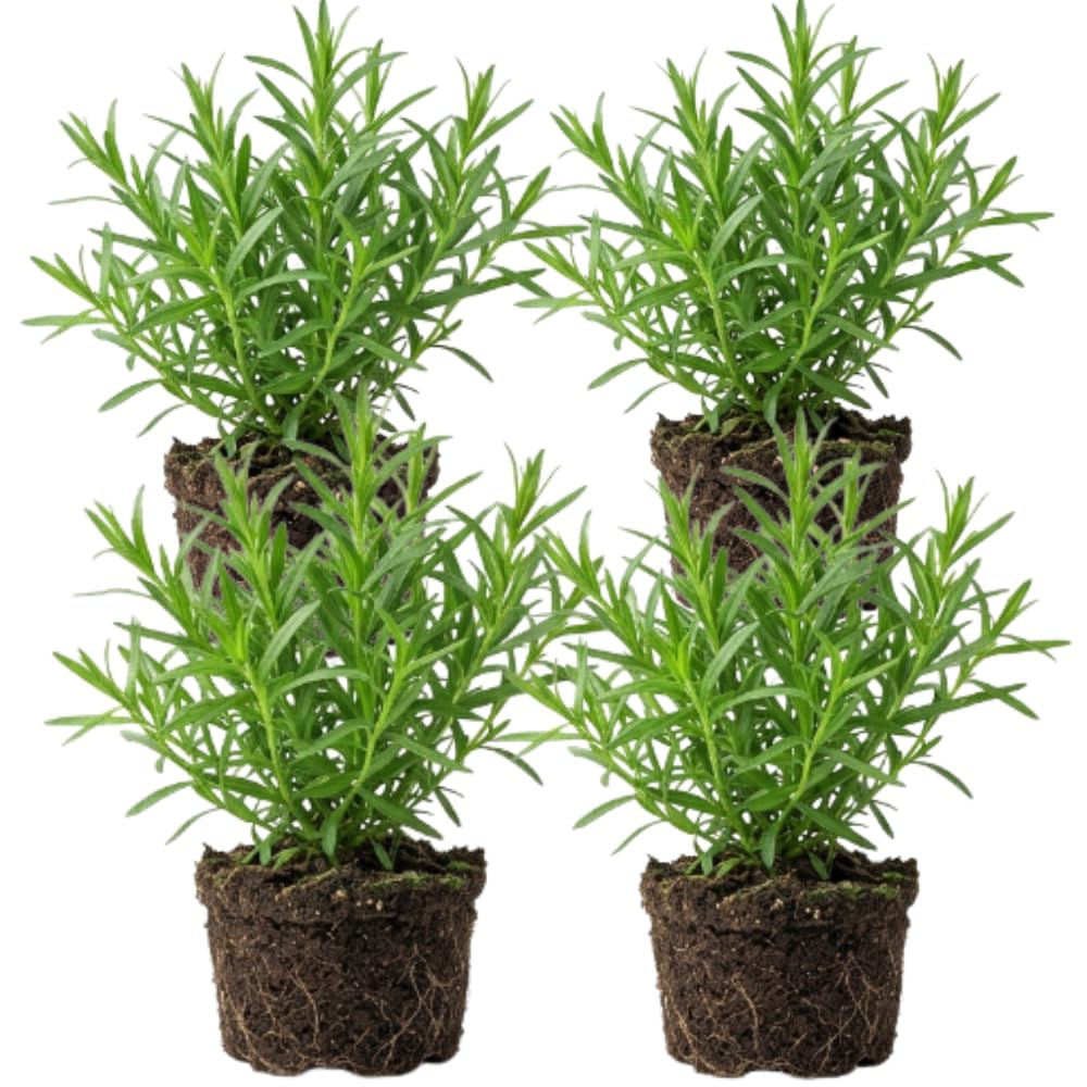 4 Tarragon Plants Live for Planting 4 to 8 Inch Height, Hardy Tarragon Live Plant Indoor Outdoor, Live Herbs Culinary Gardening