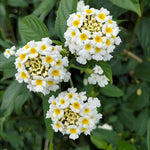 White Lantana Plants Live in 4 Inch Pot, Perennial Lantana Plants Live for Planting Outdoors Garden, 4-6 Inch Tall, Vibrant Flowers Colors