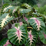 Set 2 Green Pink Colocasia Elephant Ear Plants Live 4–7 Inches Tall, Tropical Foliage Plants for Outdoor Garden, Large Leaf Plants for Patio, Containers or Landscape