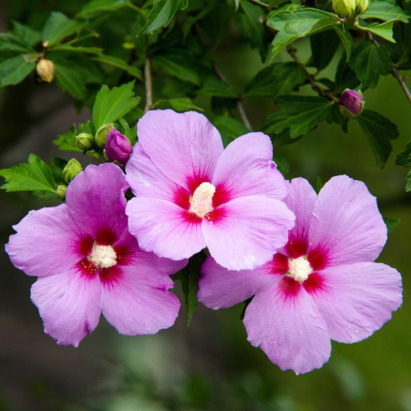 Althea Rose of Sharon Bush Live Plants 6-14 Inc Tall, Purple Hibiscus Plant Live, in Pot, Fragrant Rose of Sharon Plant Outdoor (Pink)