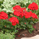 4 Red Geranium Plants Live, No Pot, Geranium Live Plants from 5 Inc Tall Starter Plants