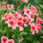 2 Red Scented Geranium Plants Live 4–7 Inches Tall, Fragrant Flowering Geranium Herb Plant, Indoor Outdoor Container Plant for Garden