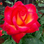 Rose Live Plant, Roses Flower Plant, Fragrant Flower for Planting, 4-6 Inches Tall, Bush Shrub Plants, Well Rooted, Ready to Grow (Orange Rose)
