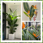 2 Orange Bird of Paradise Live Plants, Strelitzia Reginae Well-Rooted Tropical Perennial Blooming, 5-9 Inches Houseplant Decor Indoor Outdoor, No Pot