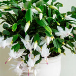 4 Christmas Cactus Plants, Thanksgiving Cactus 3-5 Inch Tall, Winter Succulents Flowers Container Hanging Basket Indoor Outdoor Planting