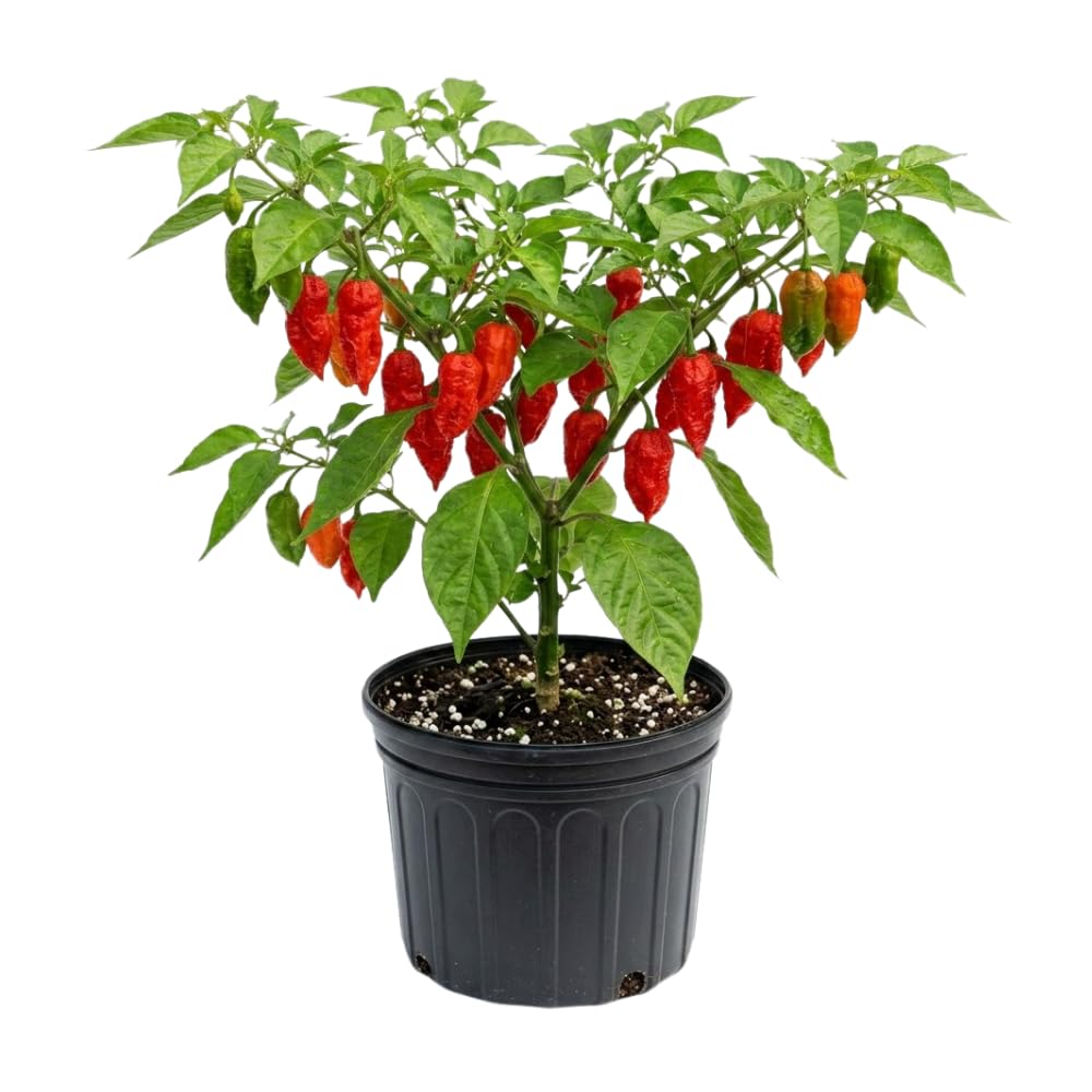 Pepper Plant Live for Planting, Hot Pepper Plant, 4-6 Inc Tall, 4 Inc Pot, High Yield Peppers Seedling for Backyard Vegetable Garden