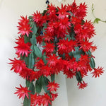 Easter Cactus Live Plant, 4-9” Tall, Rooted Holiday Cactus Succulent Plant for Indoor or Outdoor Growing, Easy Care Flowering Houseplant (Red Easter Cactus)