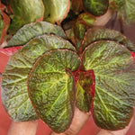 Set of 2 Begonia Angel Wing Maculata Live Plants, 5-9 Inch Tall, Trailing Green Polka Dot Begonia for Home and Garden Decor