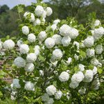 Old Fashion Snowball Viburnum Live Plant, 8-10" Tall Viburnum Shrub in Pot, Hardy Viburnum Bush Starter for Outdoor Planting