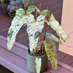 Philodendron Live Plant, Rare Variegated Houseplant 5-8 Inch Tall, Indoor Live Plant for Home or Office Decor, No Pot (Variegated Philodendron)