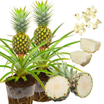 Set of 2 Sugarloaf Pineapple Live Plants, 4-6" Tropical Pineapple Plants for Indoor Outdoor Growing, Patio Container Garden, No Pot, Fast-Growing