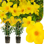 2 Yellow Mandevilla Plants Live, 4-6'' Tall, Mandevilla Flower Plants, Vibrant Flowers Plant for Outdoor Growing