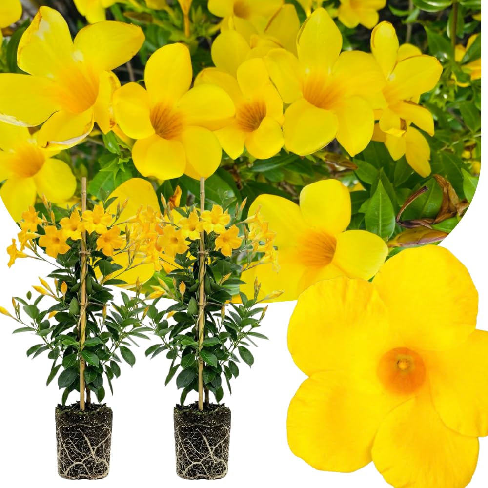 2 Yellow Mandevilla Plants Live, 4-6'' Tall, Mandevilla Flower Plants, Vibrant Flowers Plant for Outdoor Growing