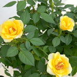 Yellow Rose Bush Live Plant, Rose Plant Live for Planting, 5-10 Inch Tall, Fragrant Flowers Well Rooted Starter Plant Indoor Outdoor