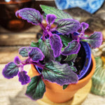 2 Live Purple Passion Plants 4-8” Tall, Gynura Royal Velvet Indoor Houseplants, No Pot