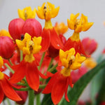 2 Tropical Milkweed Plants Live, Red Orange Color, Starter Size, 5-9" in Tall, Outdoor Planting, Spring Blooms, Cold Hardy, Perennial