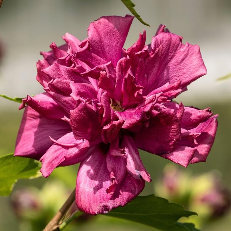 Althea Rose of Sharon Plant Live 6-13 Inc Tall, Hibiscus Syriacus Flowers Rose of Sharon Bush Shrub, in Pot (Red)
