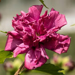 Althea Rose of Sharon Tree Live Plant for Flowering in Pot, Red Hibiscus Plant Live, Hibiscus Syriacus Flowers, 6-13" Height (Red)
