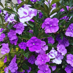 2 Packs Brunfelsia Plants 5-8" Tall, Yesterday, Today, Tomorrow Flowering Shrub, Live Plant for Indoor and Outdoor Gardening, Color-Changing Blooms